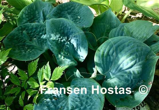 Hosta Jawbreaker